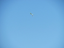 draci2010_19