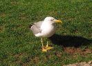 lurdy2015_84